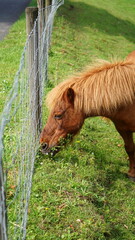 Horse on a piece of land in the countryside that is surrounded by a fence. Horse in need of care and health and maintenance required by owner. Noble animal in the meadow.