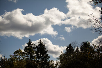 Fototapeta na wymiar clouds in the forest