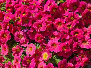 Close-up nature background of small red and pink petunia flowers in bloom.