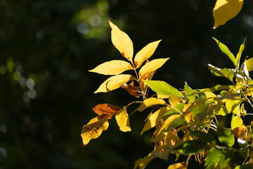 Yellow autumn colored leaves backlit by warm sunshine.