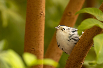 Black-and-white warbler (Mniotilta varia) looking fluffy in Sarasota, Florida
