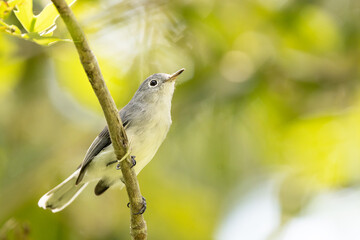 A blue-grey gnatcatcher (Polioptila caerulea) in the woods in Sarasota, Florida