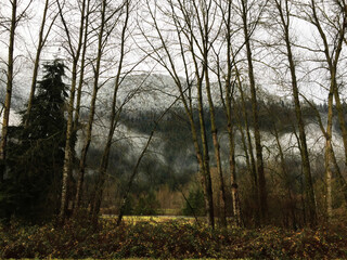 A mystical winter forest in Chilliwack Valley