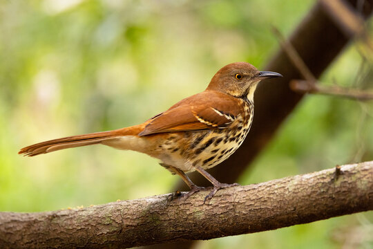 A brown thrasher (Toxostoma rufum) &mdash; a beautiful but shy songbird &mdash; in southwest Florida