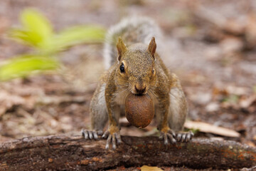 Naklejka na ściany i meble An eastern grey squirrel (Sciurus carolinensis) with one eye carrying a nut in Sarasota Florida
