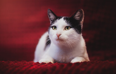 Adorable cat portrait at sofa