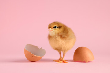 Cute chick and pieces of eggshell on pink background, closeup. Baby animal