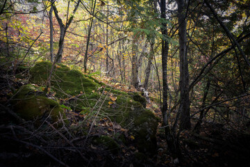 autumn in the forest