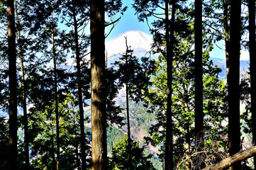 丹沢の屏風岩山・本権現縦走コースの森より富士山を望む
