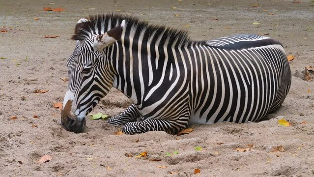 A zebra relaxing on the ground