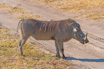 Common Warthog on Rural African Veldt