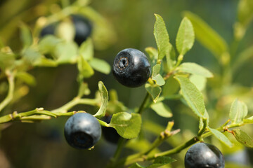 Ripe bilberries growing in forest, closeup. Seasonal berries
