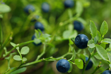 Ripe bilberries growing in forest, closeup. Space for text