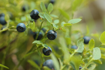 Ripe bilberries growing in forest, closeup. Seasonal berries