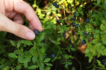 Woman picking up bilberries in forest, closeup