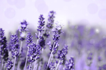 Fototapeta premium Beautiful blooming lavender field outdoors, closeup view. Bokeh effect