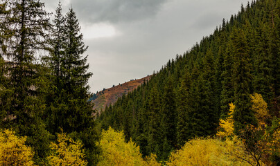 trees on the hill