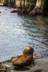 Sea lion looking at me