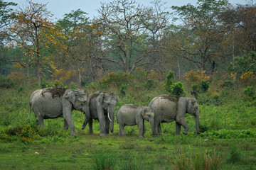 Elephant herd against a backdrop of flowering trees in terai forest during spring season