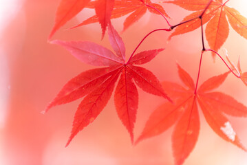 楓舞う、清川陣屋の秋風景