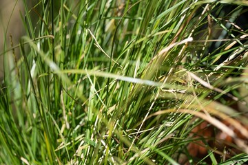 female agronomist working in a pasture crop, in a field on a farm in australia, woman working in agriculture in spring