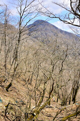 Fototapeta premium 丹沢の加入道山 白石沢コースより大室山 