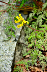 丹沢の加入道山　ミヤマキケマン
