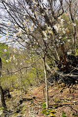 丹沢の加入道山　コブシ咲く新緑の白石沢
