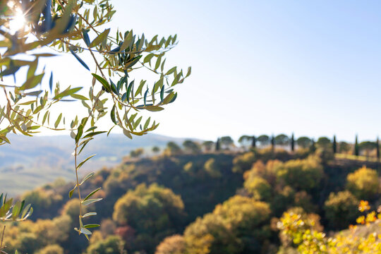 Olivenzweig im Vordegrund in der Landschaft in der Toskana, Italien, vor Landschaft, die sich in Unschärfe verliert.