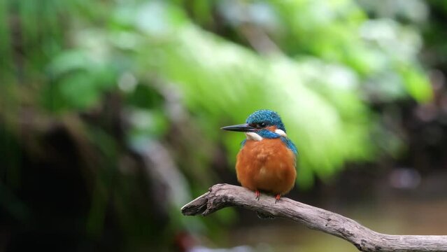 Common kingfisher (Alcedo atthis) male sitting on his perch in the biotope of a clean river and extensively observing the surroundings, North Rhine-Westphalia, Germany, Europe