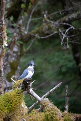 Male belted Kingfisher perching on a tree, Khutze Inlet, British Columbia