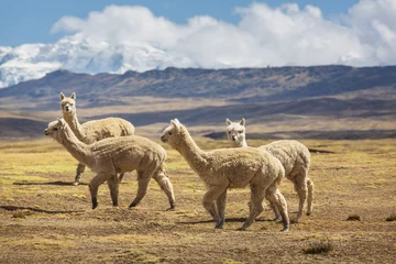 Foto op Plexiglas Lama Alpaca