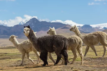 Store enrouleur tamisant Lama Alpaca