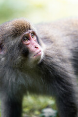 斜め上を見上げるニホンザル