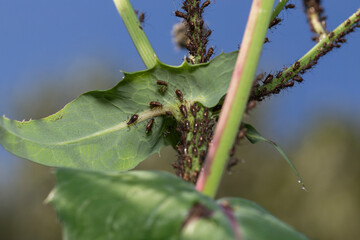 Aphid bugs on a plant outdoors in the garden