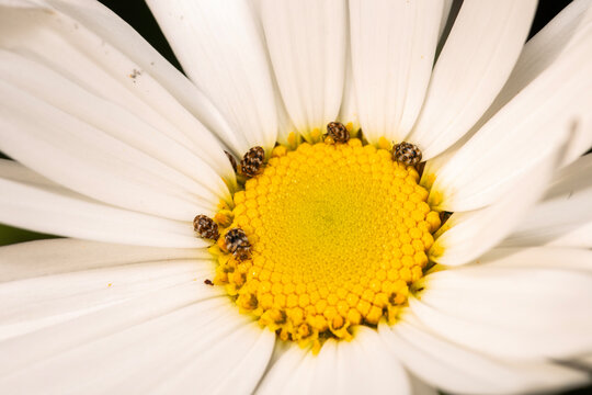 closeup photo of carpet beetles on a daisy flower during spring in Adelaide, South Australia