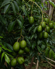 June plum on three. Selective focus.