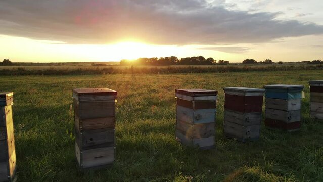 aerial view of the bee hive