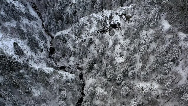 Drone shot, drone flight, video from above over the Black Forest with view of the waterfall Allerheiligen and the monastery with ruins in winter during snowfall, serpentine, Oppenau, Black Forest