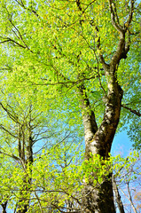 丹沢の水晶沢ノ頭　新緑のブナ
