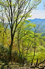 丹沢の甲相国境尾根　新緑のシャガクチ丸より檜洞丸を望む
