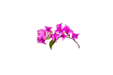 Isolated image of a bougainvillea flower on a png file with a transparent background.