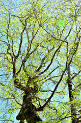 西丹沢の畦ヶ丸　ブナの新緑
