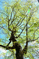 西丹沢の畦ヶ丸　ブナの新緑
