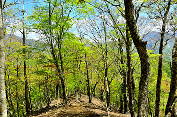 Fototapeta na wymiar 西丹沢の畦ヶ丸　新緑の尾根道　大室山と檜洞丸 