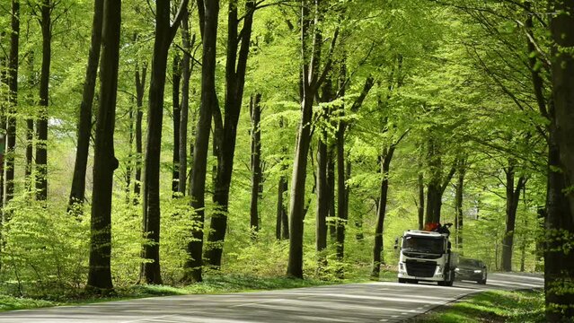 Traffic through beech forest in the springtime in S: t Olof, Simrishamn municipality, Scania, Sweden, Scandinavia, Europe