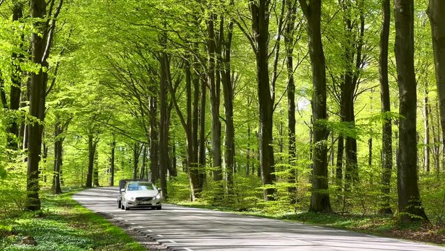 Traffic through beech forest in the springtime in S: t Olof, Simrishamn municipality, Scania, Sweden, Scandinavia, Europe