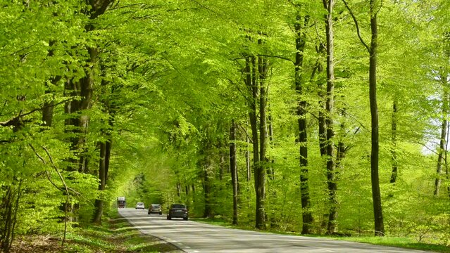 Traffic through beech forest in the springtime in S: t Olof, Simrishamn municipality, Scania, Sweden, Scandinavia, Europe