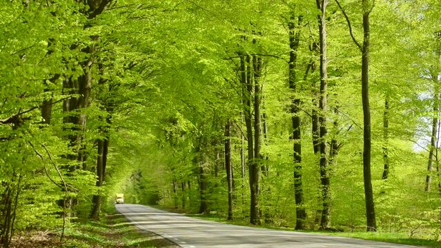 Traffic through beech forest in the springtime in S: t Olof, Simrishamn municipality, Scania, Sweden, Scandinavia, Europe