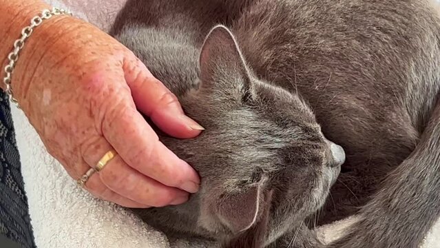 Elderly woman's hand caresses a gray European domestic cat in Ystad, Scania, Sweden, Scandinavia, Europe